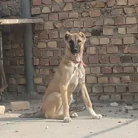 جفت توله سرابی