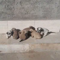 واگذاری سگ|سگ|شهر ری, فیروزآبادی|دیوار