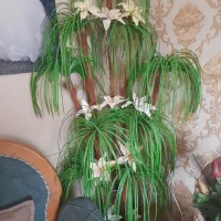 دو عدد درختچه مصنوعی|گل مصنوعی|لاهیجان, فیاض|دیوار