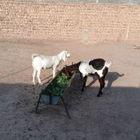 دوراس یکساله جنس دار