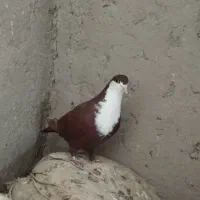 ۴عدد کبوتر فروشی|پرنده|نیمروز, |دیوار