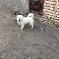 شیتزو|سگ|مرند, |دیوار