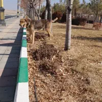 سگ گمشده|حیوانات|اراک, |دیوار