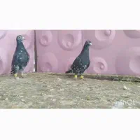 پرنده|پرنده|شیراز, علی آباد|دیوار