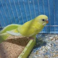 مرغ عشق|پرنده|شیروان (خراسان), |دیوار