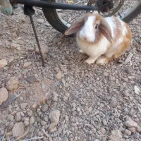 خرگوش مینی لپ|موش و خرگوش|اردکان, |دیوار