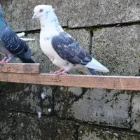 کبوتر پرشی|پرنده|نوکنده, |دیوار