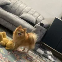 پامرین خرسی