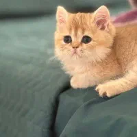 واگذاری گربه نژاد دار