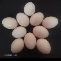 تخم مرغ خانگی نتفه دار