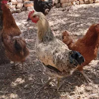 مرغ وخروس