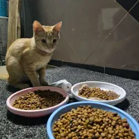گربه ۶ ماهه  خونگی|گربه|لاهیجان, گلستان|دیوار