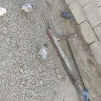 تعدادی کبوتر بفروش میرسد|پرنده|هامون, |دیوار