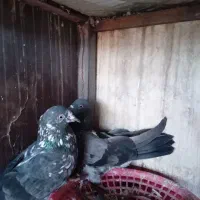 کفترچپرا