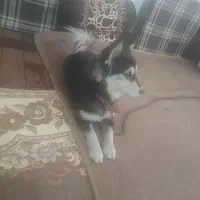 سگ پا کوتاه