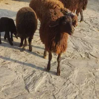 بره نره حسام آباد