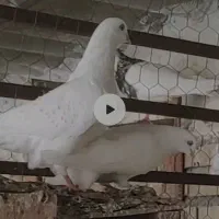 نروماده بمبوی جهت برکت