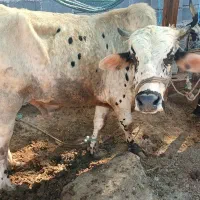 گاو|حیوانات مزرعه|بیکاه, |دیوار