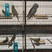 عروس هلندی|پرنده|علیآباد کتول, |دیوار