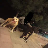 سگ نگهبان