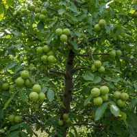 نهال گردو مناسب صادرات محصول، سودآوری ارزی|خدمات باغبانی و درختکاری|سنندج, |دیوار