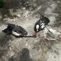 مرغابی اسرائیلی