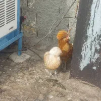 فروش مرغ و خروس معاوضه با پرنده دیگر