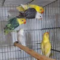 جفت کوتولهمولدپاربلو دبل فکتور وپاربلوبلک سرسفید|پرنده|قم, مهر آباد|دیوار