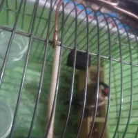 یک عددسهره نرسرسیاه به فروش میرسد|پرنده|شیراز, پودنک|دیوار