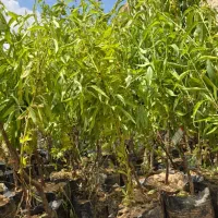 فروش نهال بادام شکوفه پربار تضمینی|خدمات باغبانی و درختکاری|نیشابور, رنج آباد|دیوار