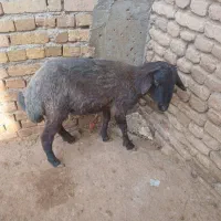 بره نر چاق|حیوانات مزرعه|گیان, |دیوار