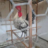 فروش یک عدد خروس جوان