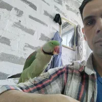 طوطی اسکندر شاه طوطی جفت|پرنده|صدرا-فارس, فاز ۲|دیوار