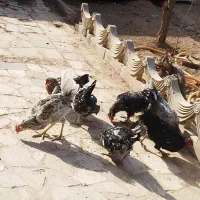 ۶عدد مرغ. یک عدد خروس.  نژاد گلین|پرنده|مشهد, ابرغن|دیوار