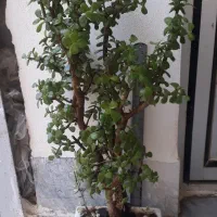 گلهای اپارتمانی با قیمت مناسب|گل و گیاه طبیعی|آشخانه, |دیوار