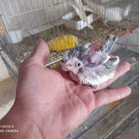 عروس هلندی سرلاکی