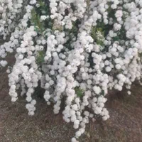 باغبانی و سمپاشی|خدمات باغبانی و درختکاری|رشت, گلباغ نماز|دیوار