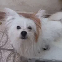 سگ نر پیداشده