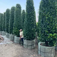 نهال شمشادکاج پایانکاردرختچه درخت کف قیمت ایران