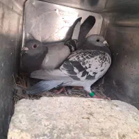 کفتر|پرنده|داراب, |دیوار