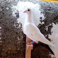 ماده دم کرمانی اصیل