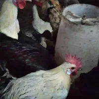 خروس جوان وارگانیک محلی|حیوانات مزرعه|فشاپویه, |دیوار