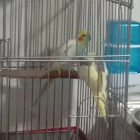 جفت عروس هلندی|پرنده|اسماعیلی, |دیوار