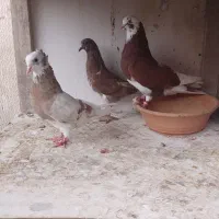 کبوتر ساعت سنگین به همراه کلیه لوازم|پرنده|رشت, فرزانه|دیوار