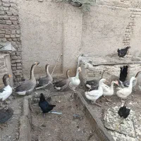 غاز و قوغاز|حیوانات مزرعه|رباط‌کریم, رباط‌کریم|دیوار