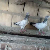 11جفت کبوتر فروشی  پاکستانی