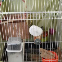 یک جفت طوطی کوتوله برزیلی نقابدار|پرنده|اصفهان, پروین|دیوار