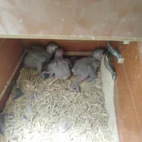 جوجه کاسکو دم قرمز (شاه تخم )