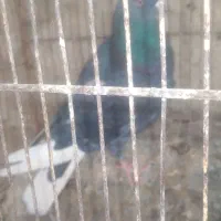 کبوتر|پرنده|کرباسک, |دیوار