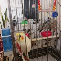 عروس هلندی زیبا وبا هوش